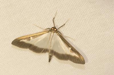 <i>Cydalima perspectalis</i>