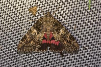 <i>Catocala sponsa</i>