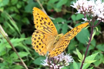 <i>Argynnis paphia</i>