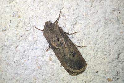 <i>Agrotis segetum</i>