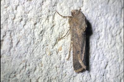 <i>Agrotis segetum</i>
