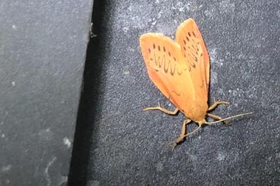 <i>Miltochrista miniata</i>