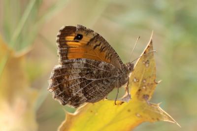 <i>Arethusana arethusa</i>