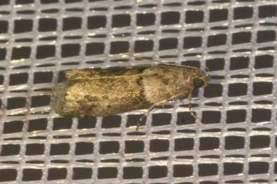 <i>Acrobasis consociella</i>