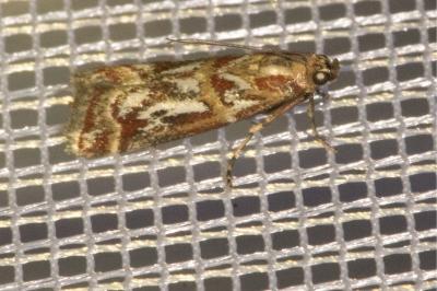 <i>Acrobasis porphyrella</i>