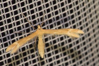 <i>Marasmarcha lunaedactyla</i>