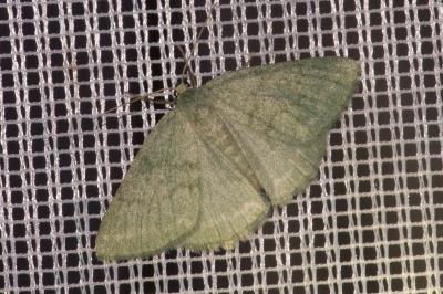 <i>Pseudoterpna pruinata</i>