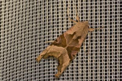 <i>Phlogophora meticulosa</i>