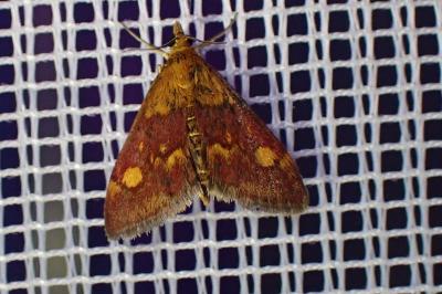 <i>Pyrausta aurata</i>