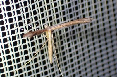 <i>Stenoptilia zophodactyla</i>