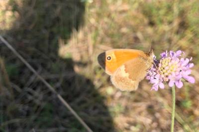 <i>Coenonympha pamphilus</i>