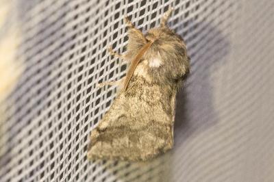 <i>Thaumetopoea processionea</i>