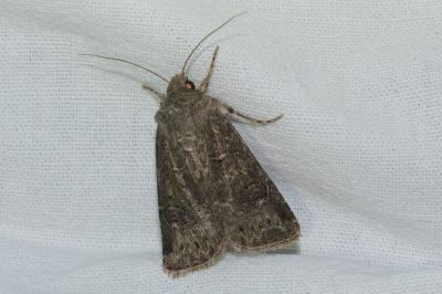 <i>Agrotis bigramma</i>
