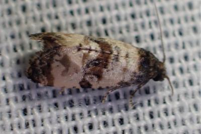 <i>Cochylis atricapitana</i>