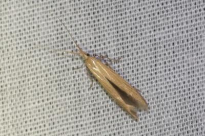 <i>Coleophora</i>