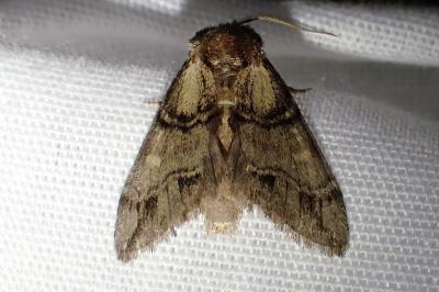<i>Drymonia velitaris</i>