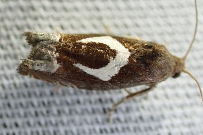 <i>Epiblema foenella</i>