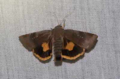<i>Noctua janthina</i>