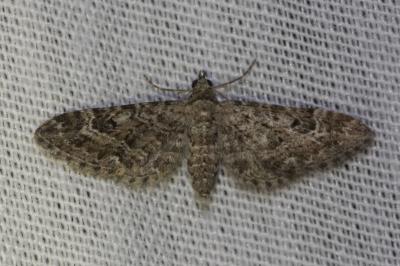 <i>Eupithecia nanata</i>