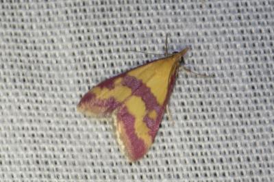 Pyrausta sanguinalis