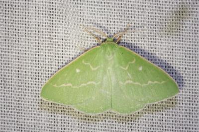 Thetidia smaragdaria