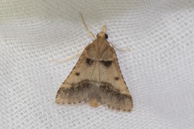 <i>Stemmatophora brunnealis</i>
