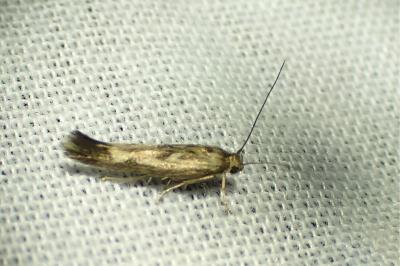 <i>Scythris</i>
