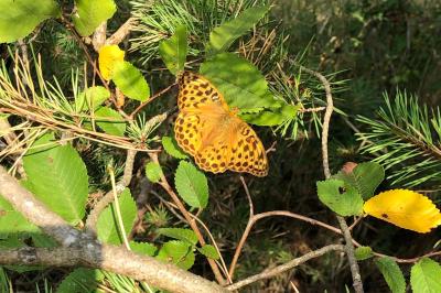 <i>Argynnis paphia</i>