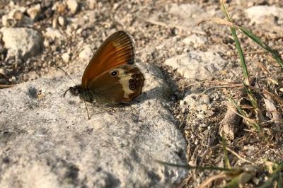 Coenonympha arcania