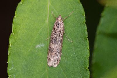 <i>Nomophila noctuella</i>