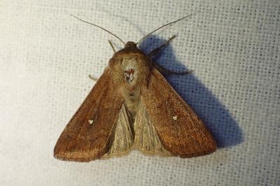 <i>Mythimna albipuncta</i>