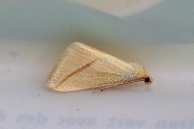 <i>Rhodometra sacraria</i>