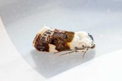 <i>Acontia lucida</i>