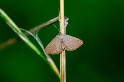 <i>Minoa murinata</i>