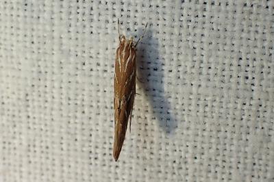 <i>Pyroderces argyrogrammos</i>