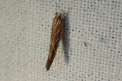 <i>Pyroderces argyrogrammos</i>