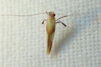 <i>Caloptilia</i>