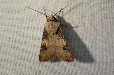<i>Agrotis puta</i>