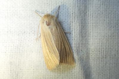 <i>Mythimna pallens</i>
