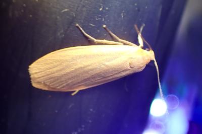 <i>Wittia sororcula</i>