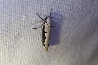 <i>Ethmia bipunctella</i>