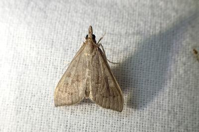 <i>Mecyna asinalis</i>