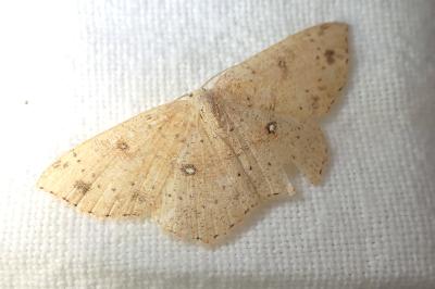 <i>Cyclophora porata</i>
