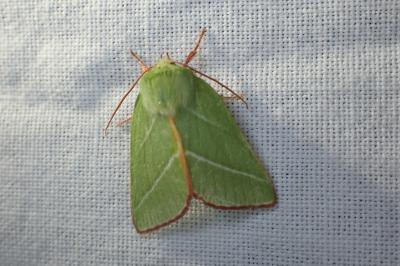 <i>Pseudoips prasinanus</i>