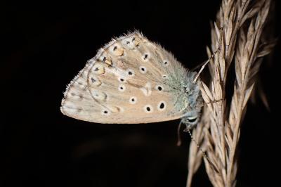 <i>Lysandra coridon</i>