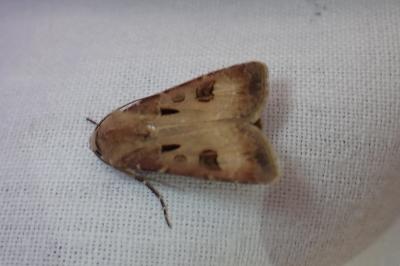 <i>Agrotis exclamationis</i>