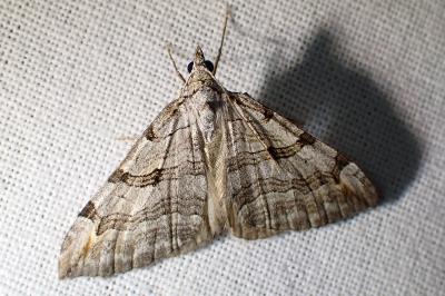<i>Aplocera efformata/plagiata</i>