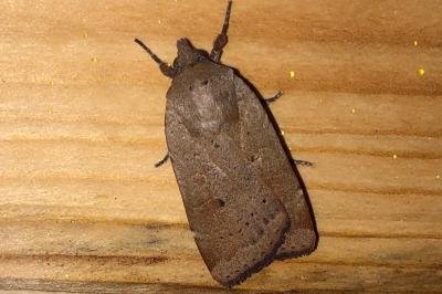 <i>Noctua comes</i>