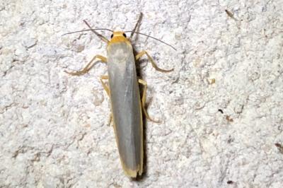 <i>Manulea complana</i>