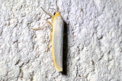 <i>Manulea complana</i>